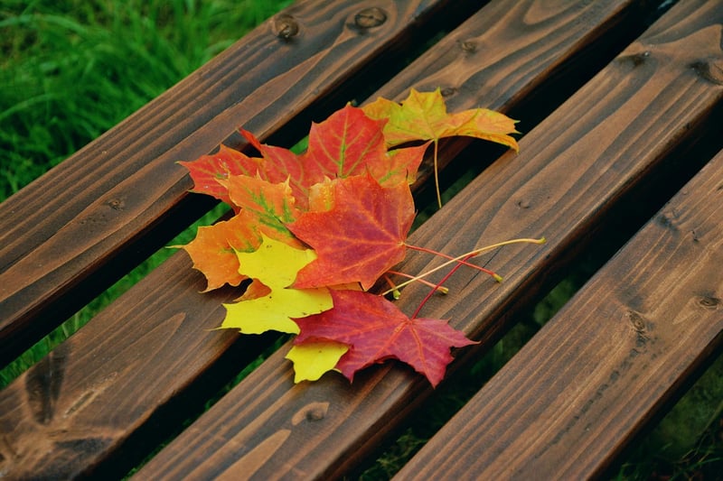 Fall Foliage