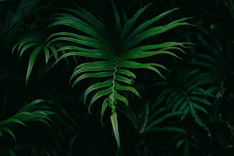 Summer Greens