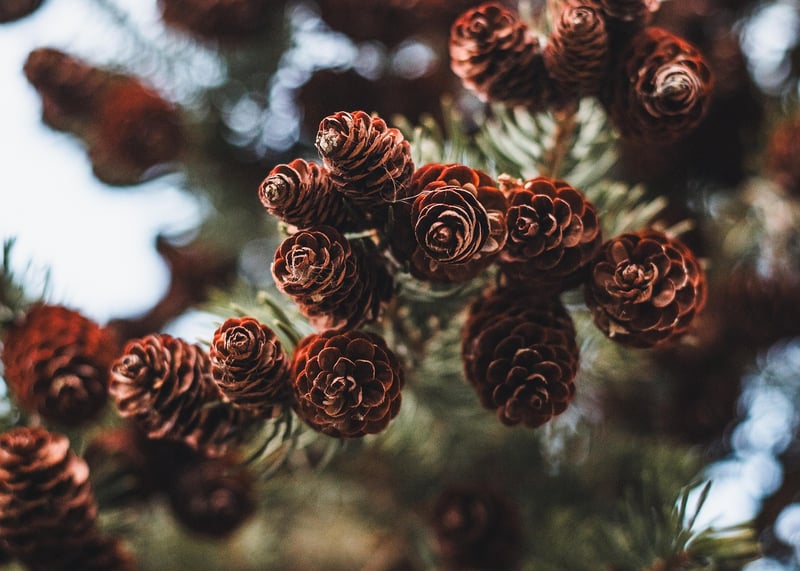 Winter Evergreens